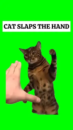 CAT SLAPS THE HAND