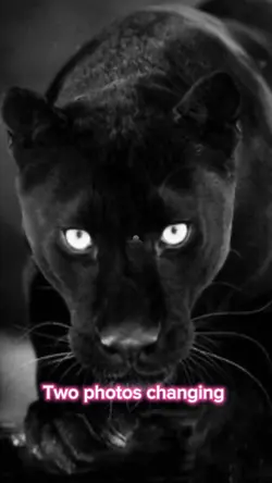 Black panther ♣️
