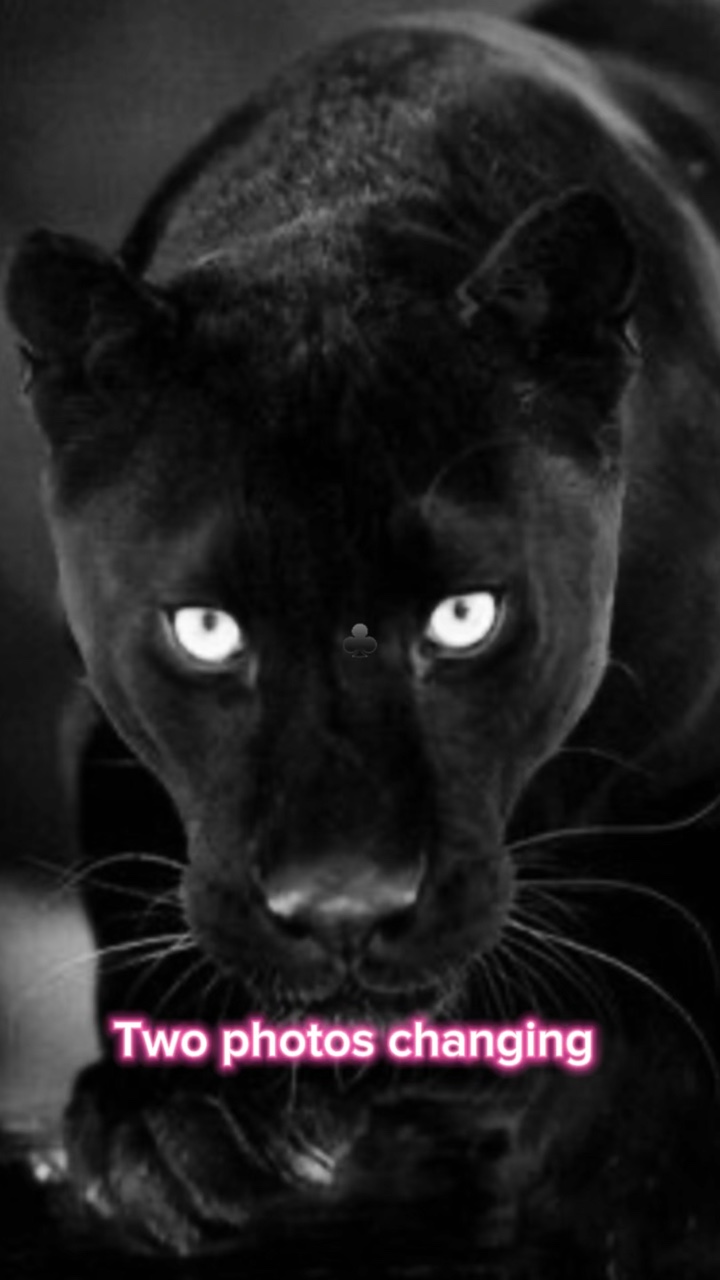 Black panther ♣️