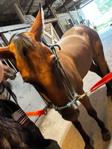 Horsie resimleri