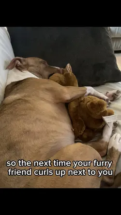 Why dog sleep with U