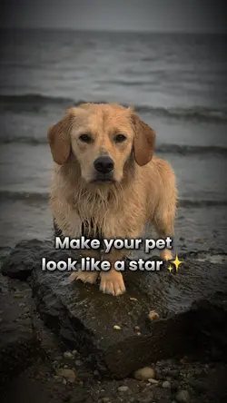 Try on your pet🩵💙