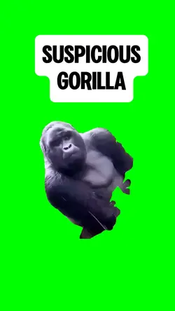 SUSPICIOUS GORILLA