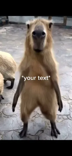 Capybara dancing 