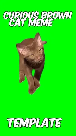 Curious brown cat