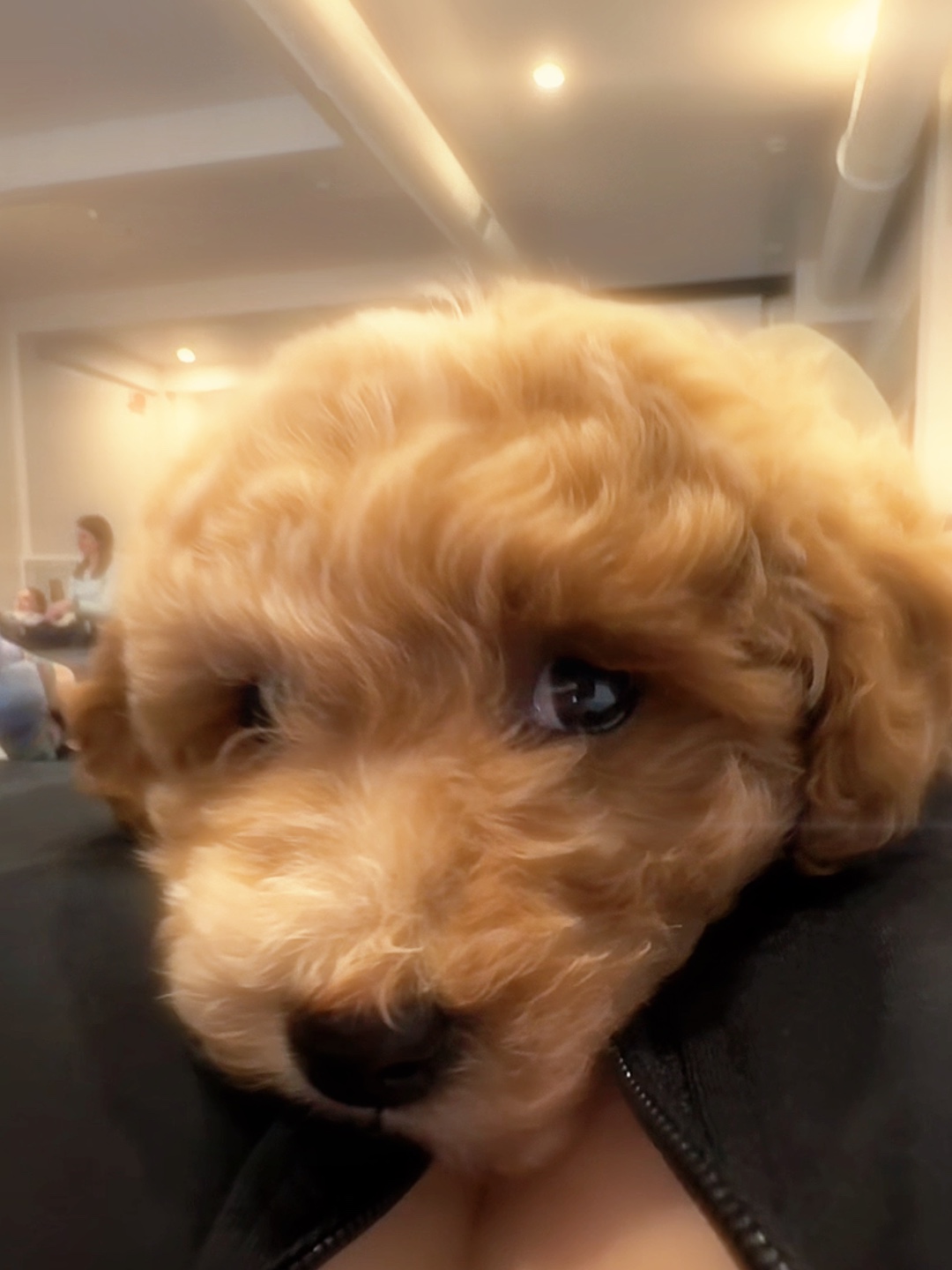 강아지 사랑 🤎🐶