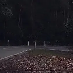 Free video 