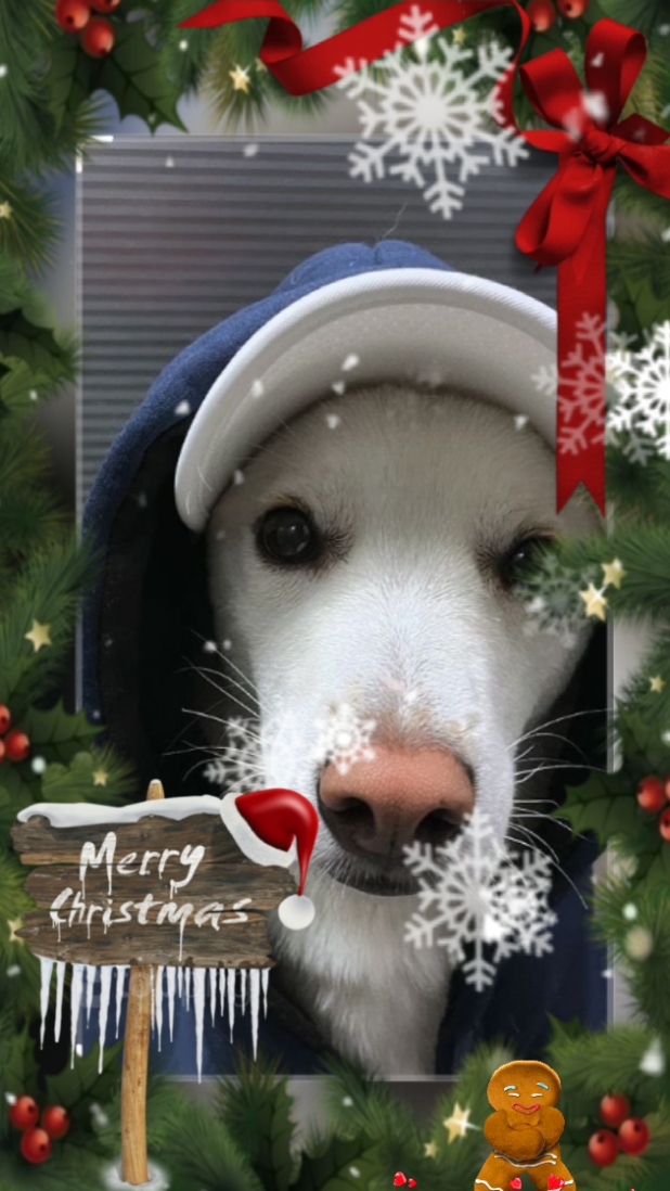 merry Christmas 