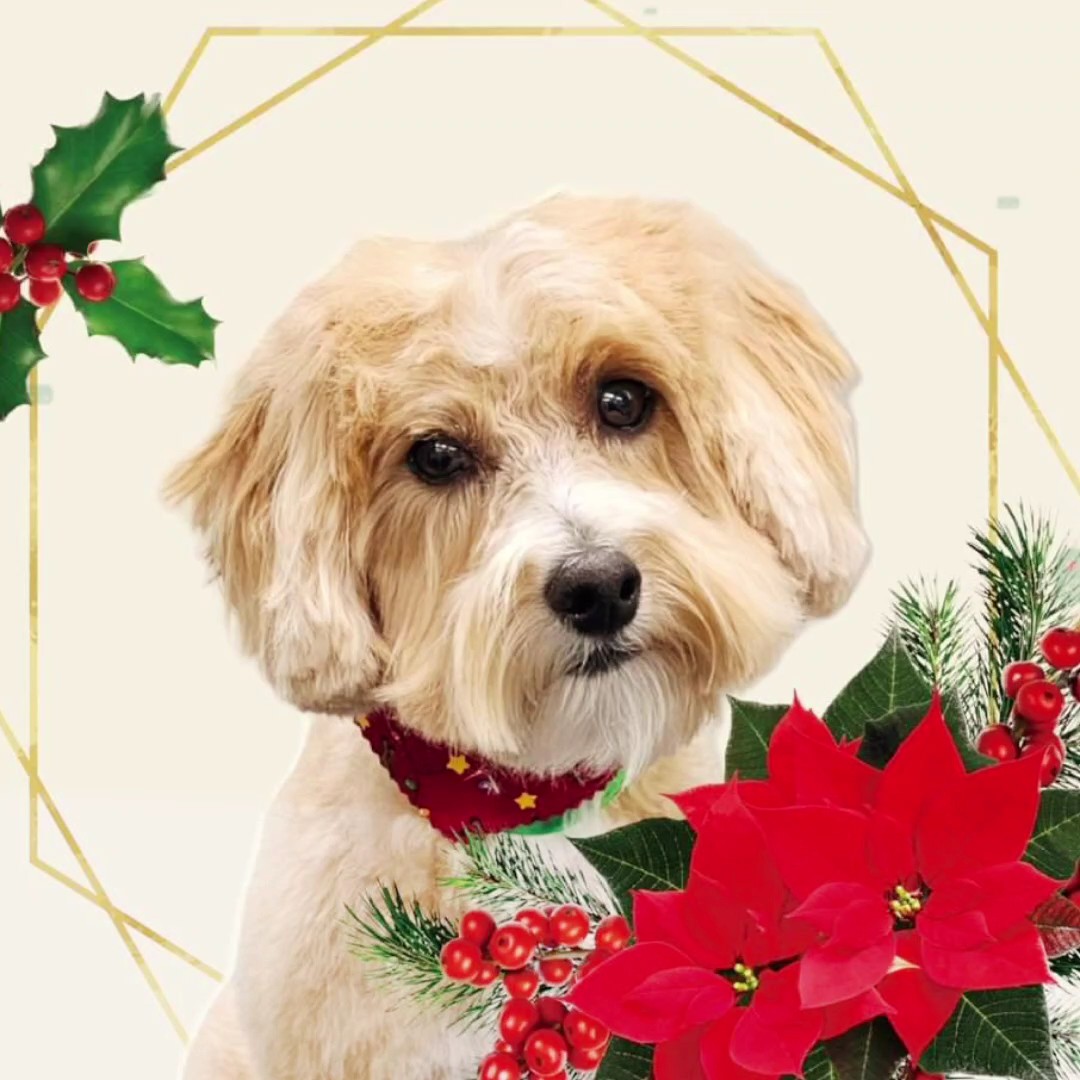 Weihnachten für Haustiere 