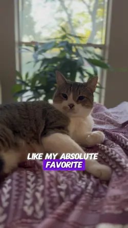 What would you do? 😻