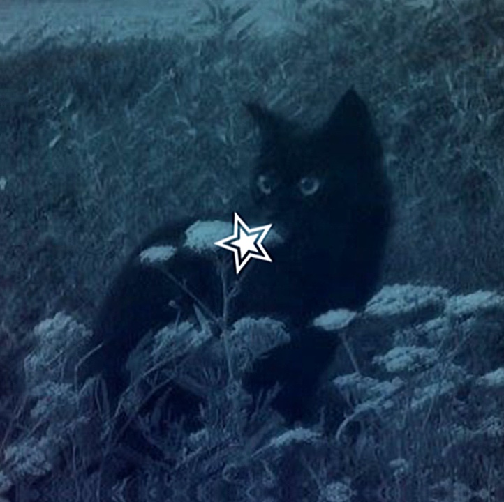 CHATS> : 3