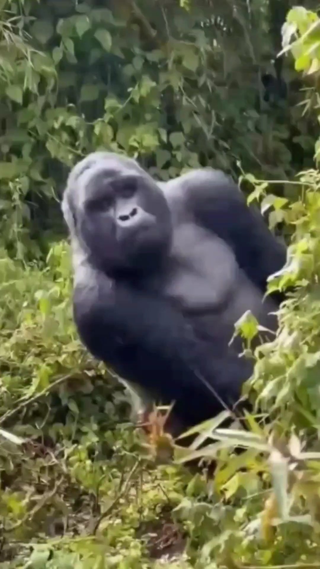 Gorilla 