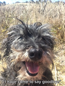 Auf Wiedersehen Bodhi❤️