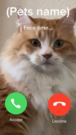 FaceTime pet