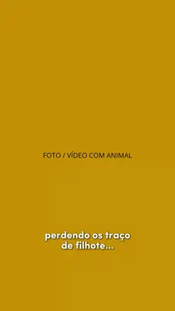 Meu pet