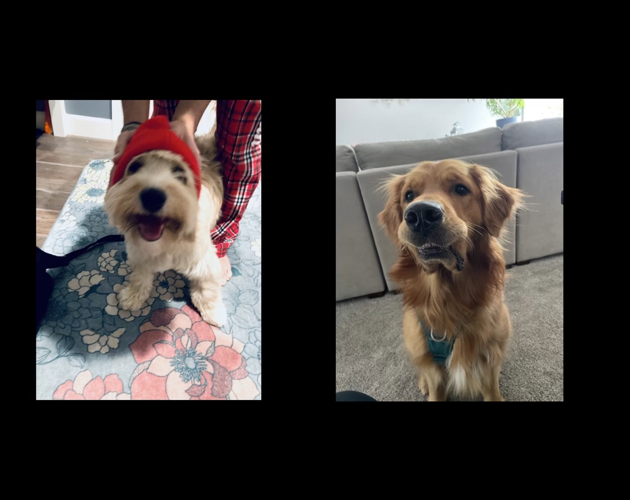 Funny dogs