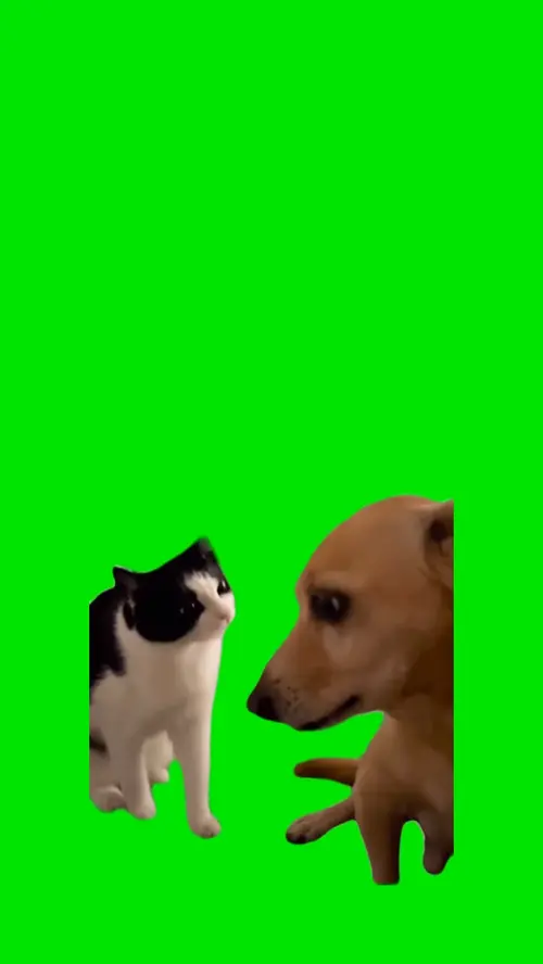Cat and Dog 
