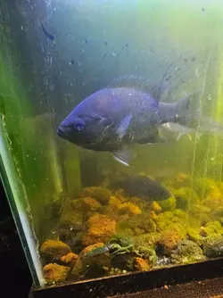 fish 