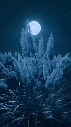Noite tranquila!