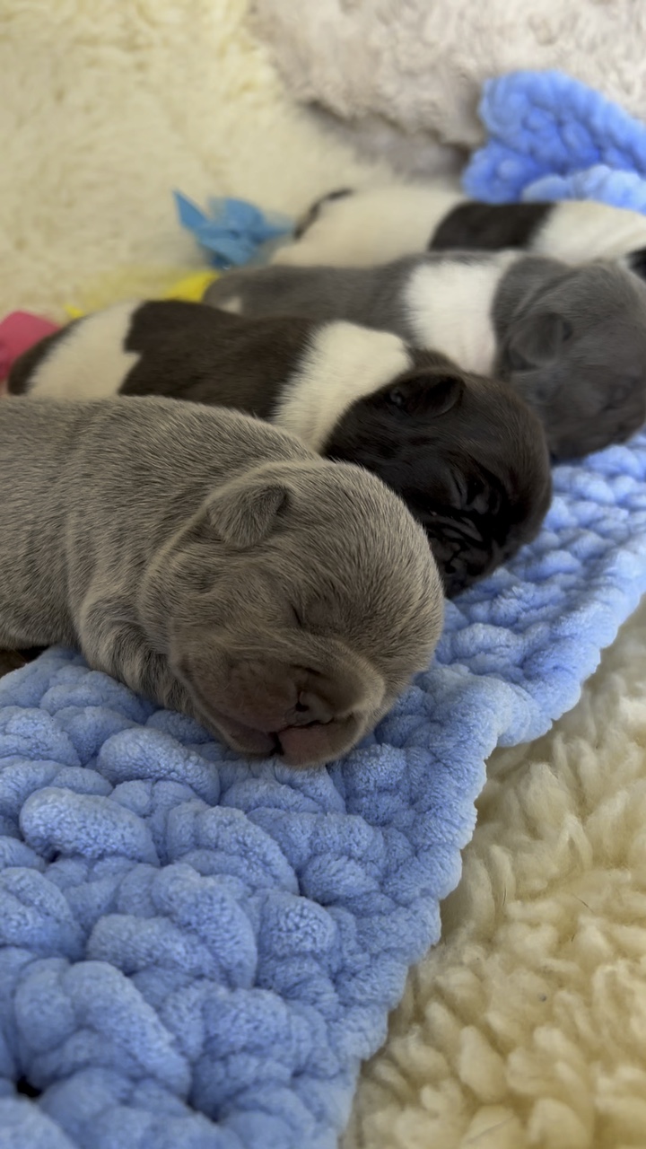 Französische Bulldoggen 