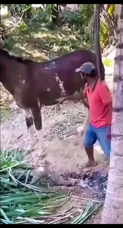 Horse kick
