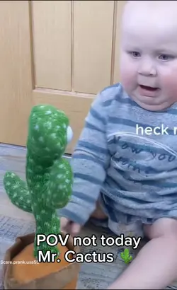 Mr Cactus 