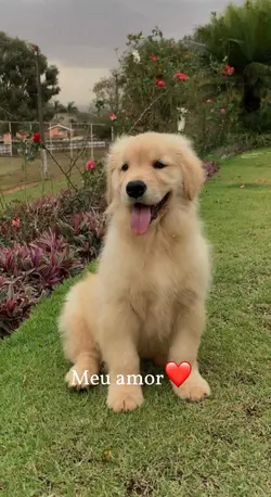 Meu amor/amorzinho❤️
