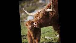 Highland cows