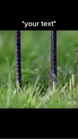 Staring bird meme