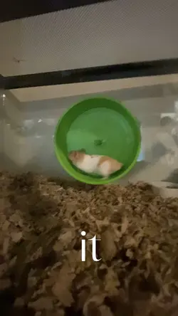 Pumpki