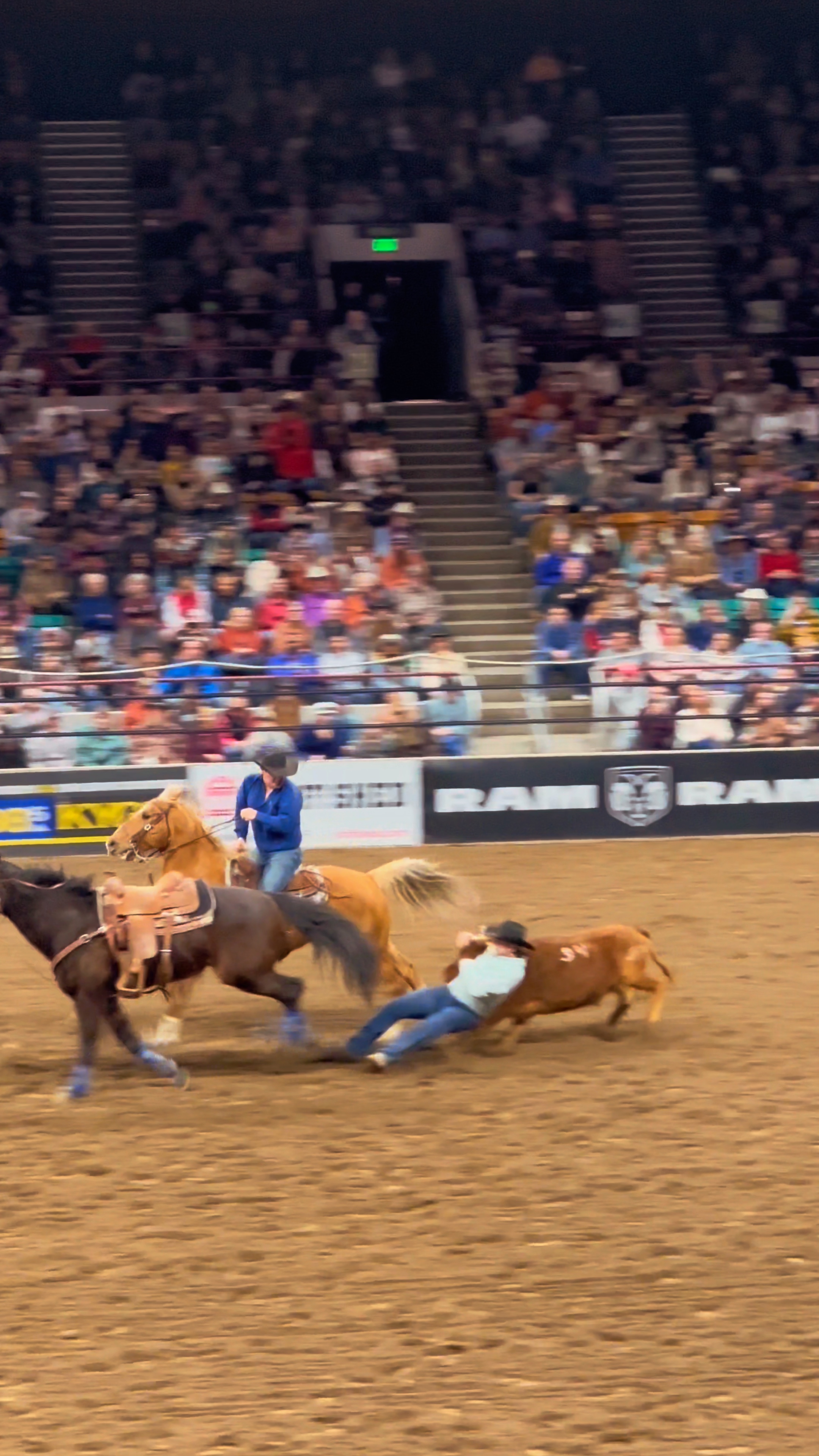 steer wrestling ‼️