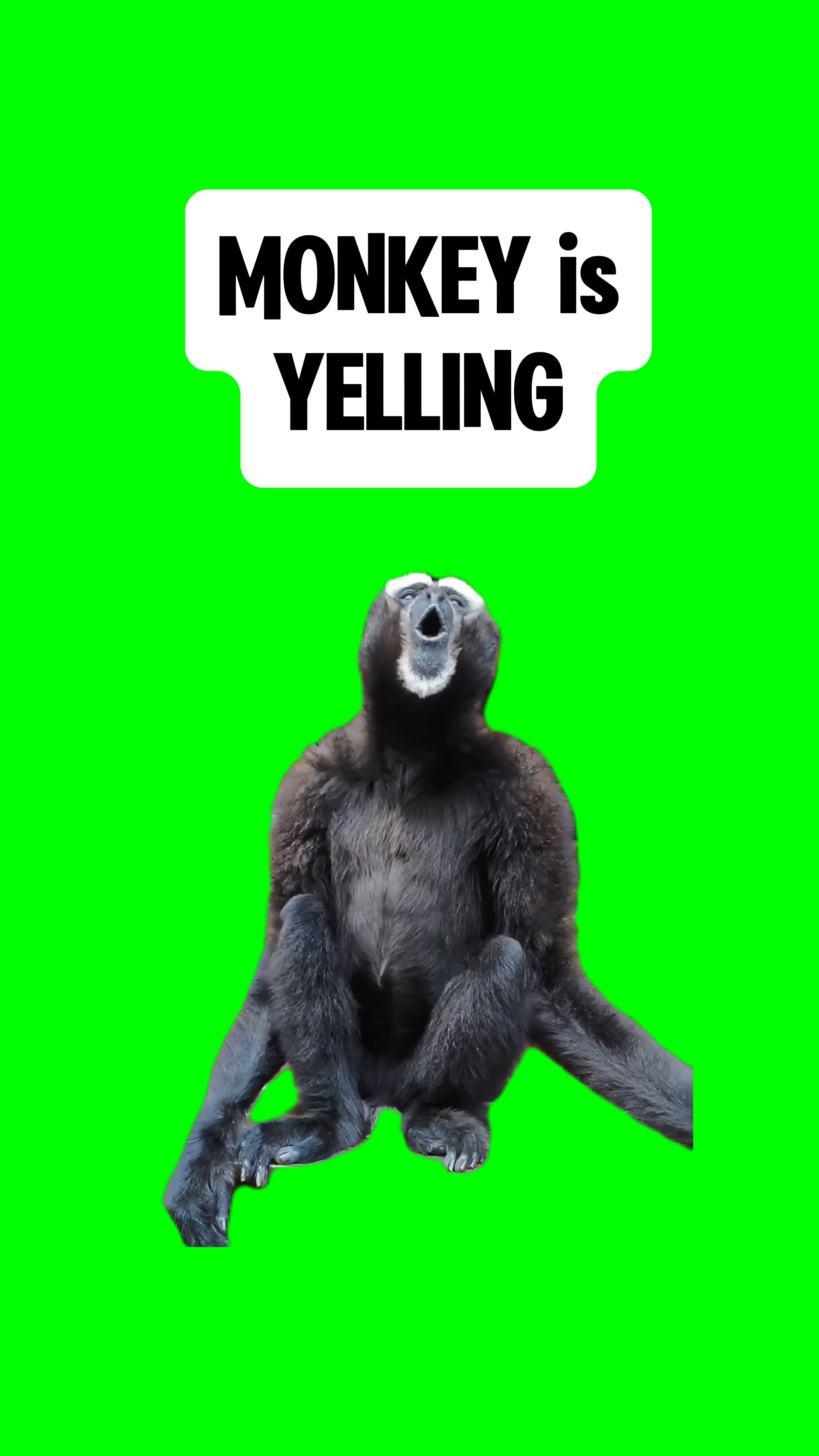 MONKEY YELLS 