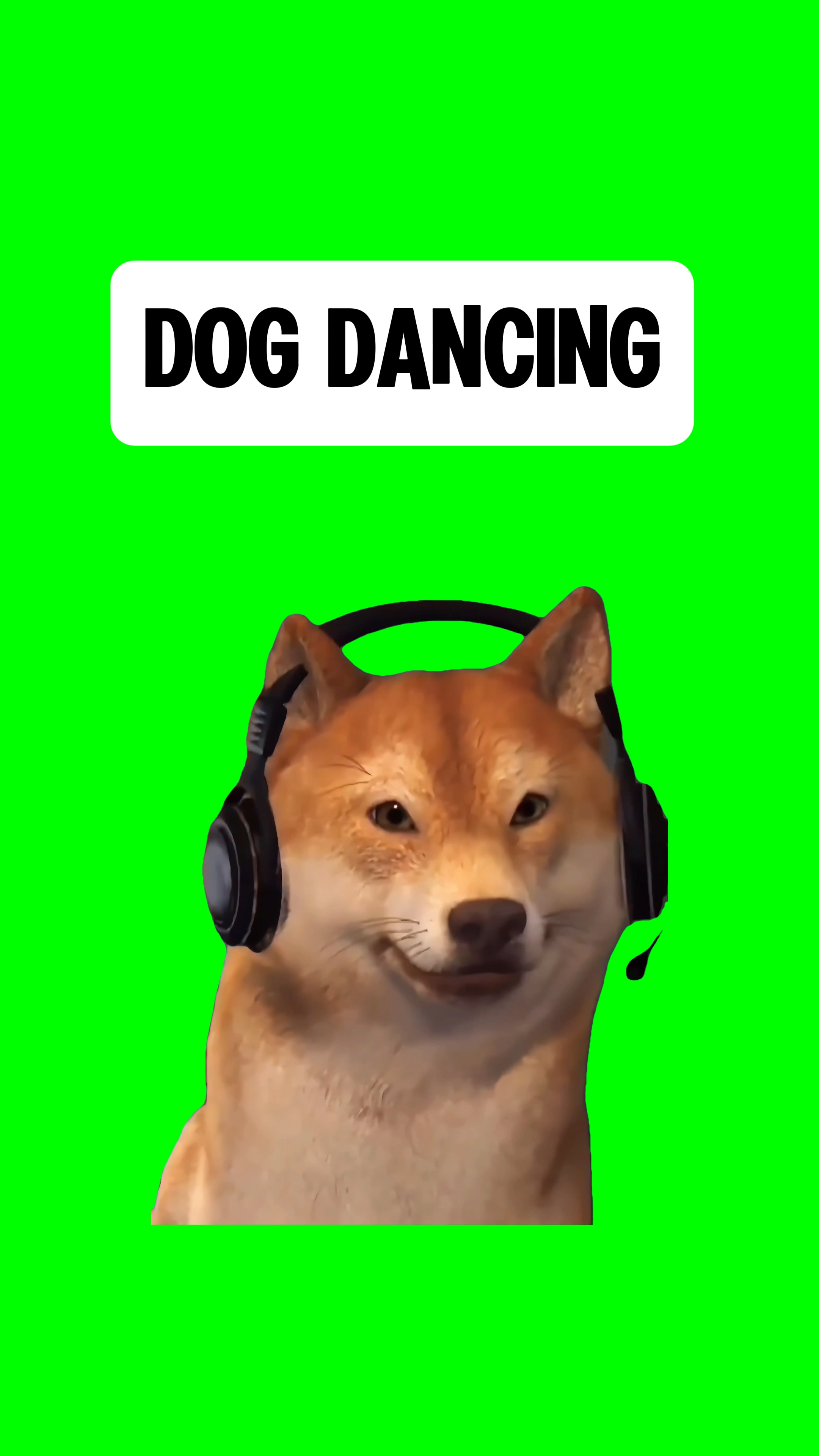 CACHORRO DANÇANDO