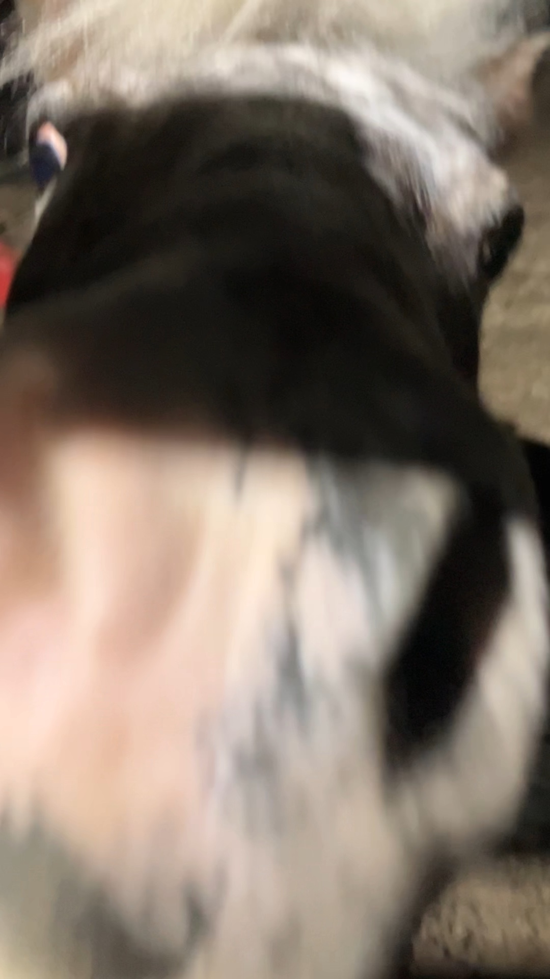 Miss Beverley the