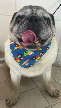 Petshop