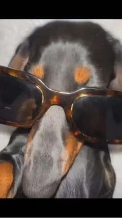 Dog sunglasses