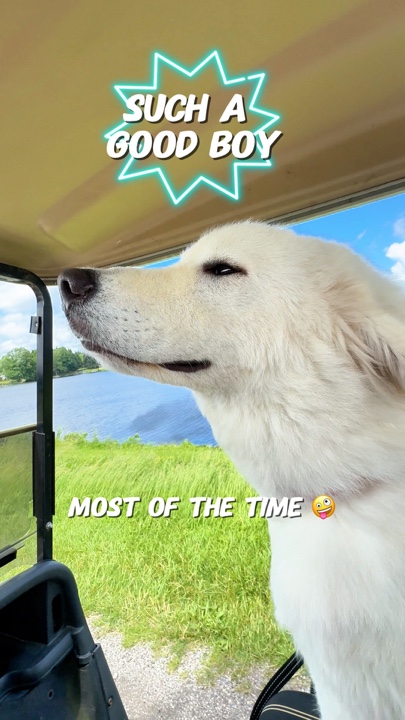 Funny Dog Template 