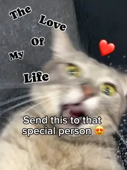 Cat sniff