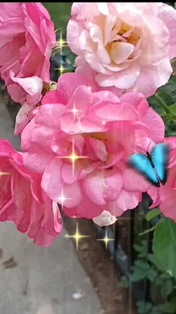 Pink Roses