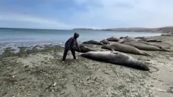   I PET A SEAL