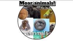 Moar animals!