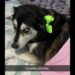 edit of my doggo😋