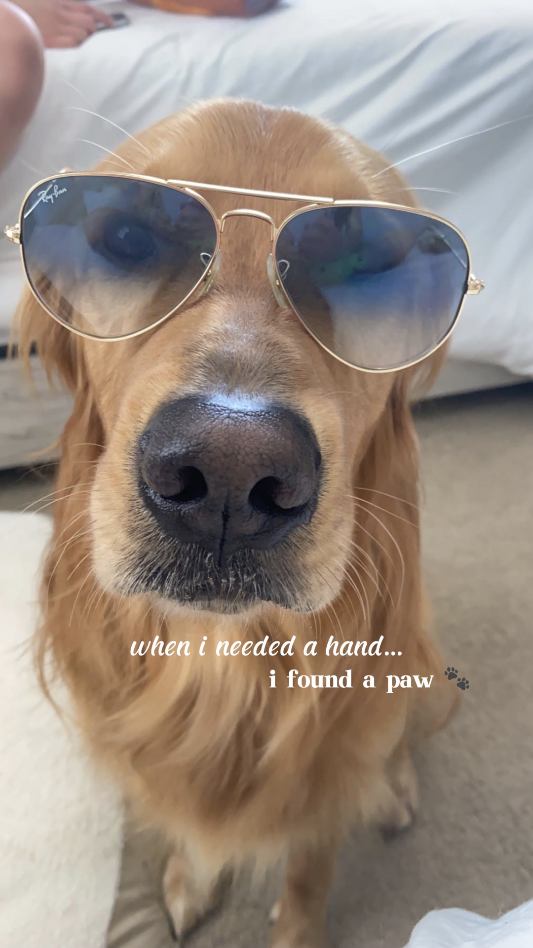 Ich habe eine Pfote gefunden 🐾