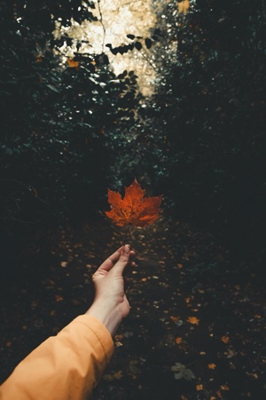 Cover Picture