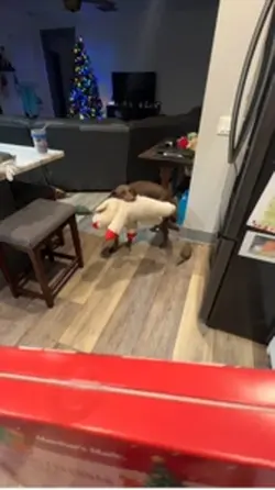 Doggie Advent