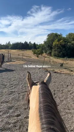 Horses❤️‍🩹