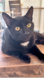 kucing berbicara 