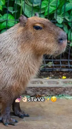 Capybara