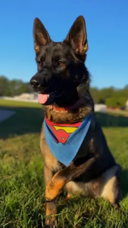 Cute dog template