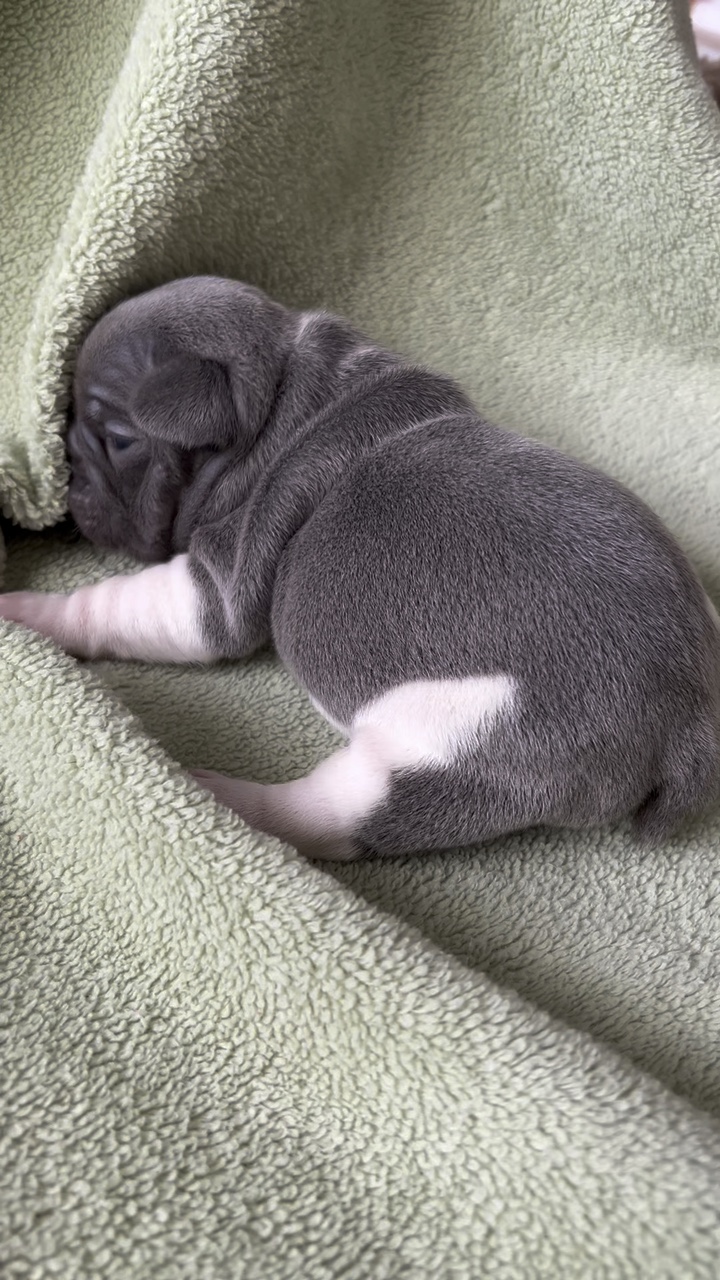 French Bulldog puppy